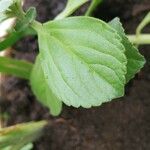 Plectranthus ornatus Leaf