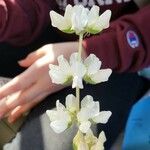 Lupinus densiflorus Květ