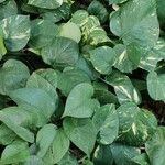 Epipremnum aureum Hoja