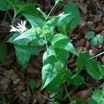 Stellaria nemorum Агульны выгляд