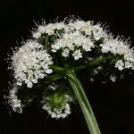 Oenanthe sarmentosa Flower