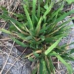 Brachypodium sylvaticum Feuille