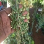 Senecio radicans Hoja