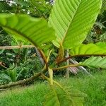 Mitragyna speciosa Hoja