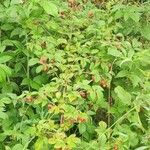 Rubus spectabilis পাতা