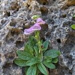 Digitalis minor Flor