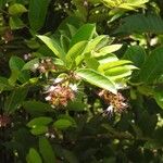 Hirtella paniculata Flor