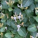 Lonicera caprifoliumFloare