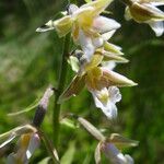 Epipactis palustris Flower
