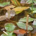 Potamogeton polygonifolius Outro