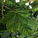 Acer pseudoplatanus 叶