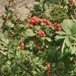 Cotoneaster multiflorus Leaf