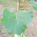Paulownia fortunei Hoja