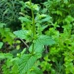 Mentha spicataᱥᱟᱠᱟᱢ