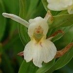 Dactylorhiza insularis Flower