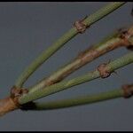 Ephedra viridis Bark