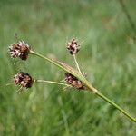 Luzula multiflora Fruit