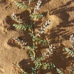 Astragalus vogelii Liść