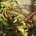Ludwigia erecta Rinde