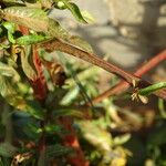 Ludwigia erecta 樹皮