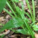 Houstonia purpurea Liść