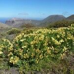 Argyranthemum maderense Vivejo