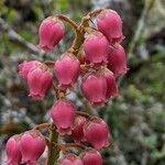 Agarista buxifolia