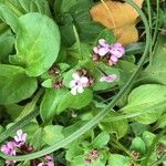 Valeriana graciliflora