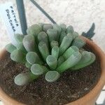 Frithia pulchra 葉