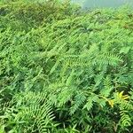 Mimosa pigra List