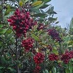 Photinia arbutifolia Vrucht