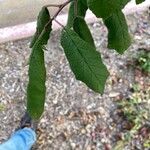 Prunus mexicana Blad