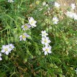 Spergularia rupicola Flower