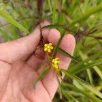 Ludwigia erecta Blüte