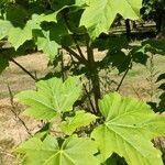 Acer diabolicum Folha