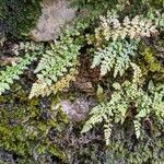 Asplenium fontanum Blatt