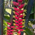 Heliconia rostrata Çiçek