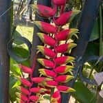 Heliconia rostrata 花