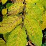 Juglans regia Leaf