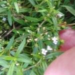 Oldenlandia corymbosa Blüte