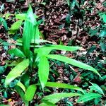 Bactris aubletiana Hoja