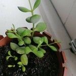 Cotyledon pendens Hoja