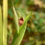 Serapias parviflora Floare