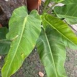 Philodendron erubescens Folha