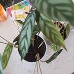 Ctenanthe setosa Liść