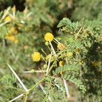 Vachellia karrooЦвят