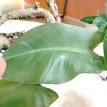 Philodendron erubescens ഇല