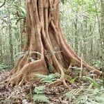 Ficus obliqua Bark