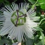 Passiflora ciliata Flors