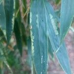 Phyllostachys sulphurea Hoja